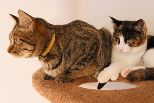 ペットは何匹まで飼えるのか?